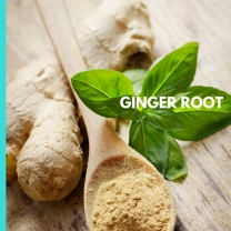 GINGER ROOT